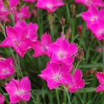 Dianthus 'Kahori Pink' – Törpe évelő szegfű