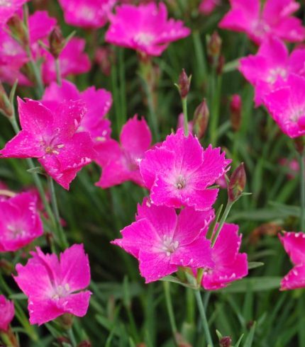Dianthus 'Kahori Pink' – Törpe évelő szegfű