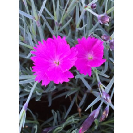 Dianthus gratianopolianus 'Feuerhexe' (Pünkösdi szegfű)