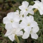 Dianthus gratianopoliatus 'La Blanche Bourboule' (Pünkösdi szegfű)