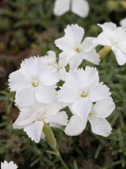 Dianthus gratianopoliatus 'La Blanche Bourboule' (Pünkösdi szegfű)