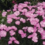 Dianthus gratianopoliatus 'La Bourboule' (Pünkösdi szegfű)