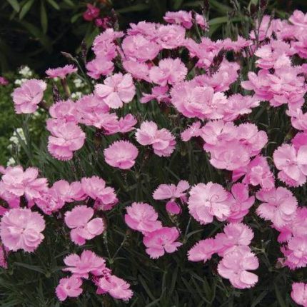 Dianthus gratianopoliatus 'La Bourboule' (Pünkösdi szegfű)