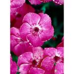 Dianthus gratianopoliatus 'Whatfield Magenta' (Pünkösdi szegfű)