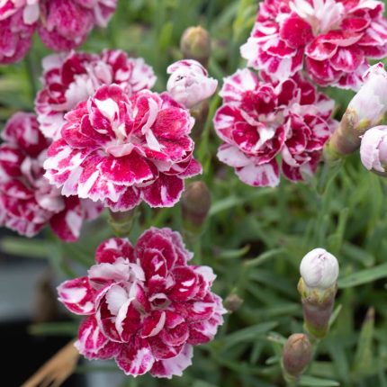 Dianthus gratianopoliatus 'Whatfield Wisp' (Pünkösdi szegfű)