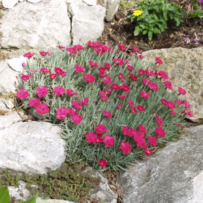 Dianthus gratianopolitanus 'Badenia' (Pünkösdi szegfű)