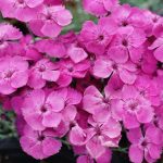 Dianthus gratianopolitanus 'Blauigel' (Pünkösdi szegfű)