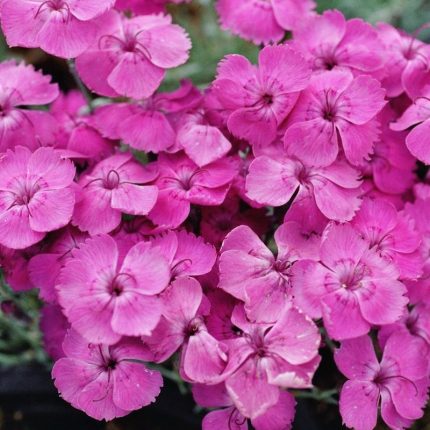 Dianthus gratianopolitanus 'Blauigel' (Pünkösdi szegfű)