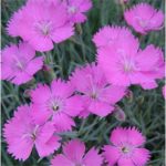 Dianthus gratianopolitanus 'Eydangeri' (Pünkösdi szegfű)