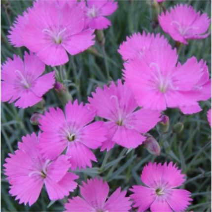 Dianthus gratianopolitanus 'Eydangeri' (Pünkösdi szegfű)