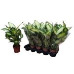 Dieffenbachia CAMILLA