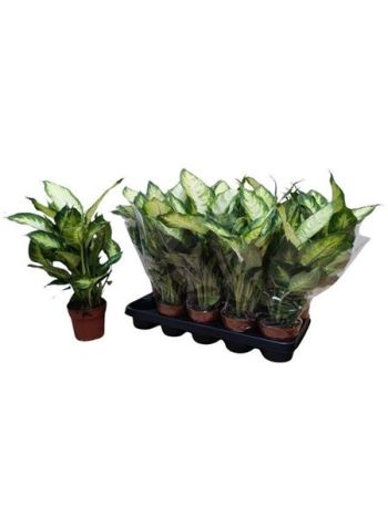 Dieffenbachia CAMILLA