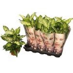 Dieffenbachia COMPACTA