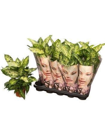 Dieffenbachia COMPACTA