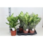 Dieffenbachia SUBLIME