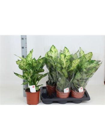 Dieffenbachia SUBLIME