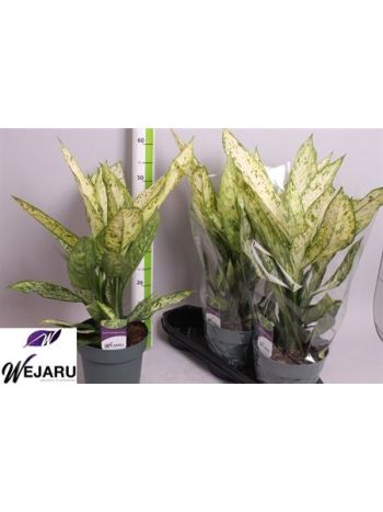 Dieffenbachia VESUVIUS