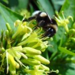 Diervilla lonicera 'Dilon' -