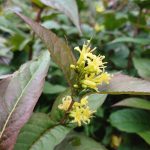 Diervilla sessilifolia - Keskenylevelű sárgalonc