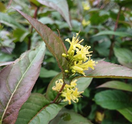 Diervilla sessilifolia - Keskenylevelű sárgalonc