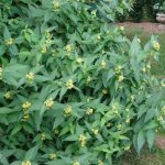 Diervilla sessilifolia 'Butterfly' - Sárgalonc