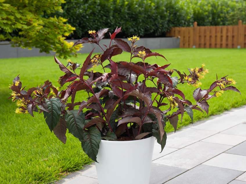 Diervilla_splendens_-_Mezelo_lonc Diervilla splendens - Mézelő lonc