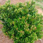 Distylium 'Coppertone'® -