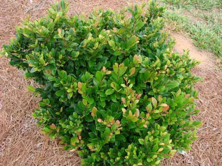 Distylium_Coppertone_-_ Distylium 'Coppertone'® -