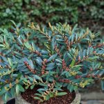 Distylium x Blue Cascade® - Kékeszöld lombú ISU fa