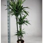 Dracaena DE LEMON LIME 3 TÖRZSES