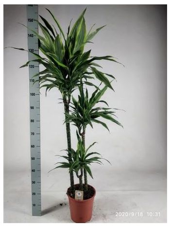 Dracaena DE LEMON LIME 3 TÖRZSES