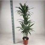 Dracaena DE WARNECKEI 3 TÖRZSES