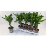 Dracaena FRAG CINTHO