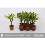 Dracaena FRAG GOLDEN KING