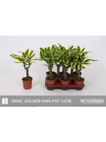 Dracaena FRAG GOLDEN KING
