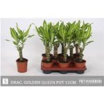 Dracaena FRAG GOLDEN QUEE