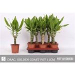 Dracaena FRAG GOLD COAST