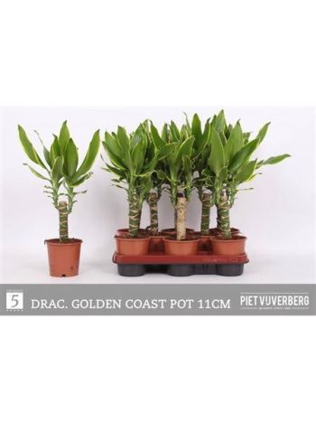 Dracaena FRAG GOLD COAST
