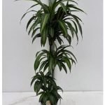 Dracaena FRAG HAWAI SUNSHINE 3 TÖRZSES