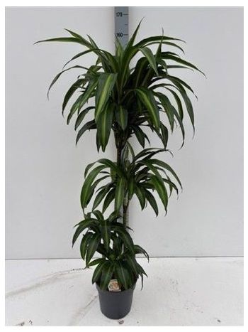 Dracaena FRAG HAWAI SUNSHINE 3 TÖRZSES