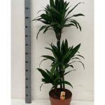 Dracaena FRAG JANET CRAIG 3 TÖRZSES