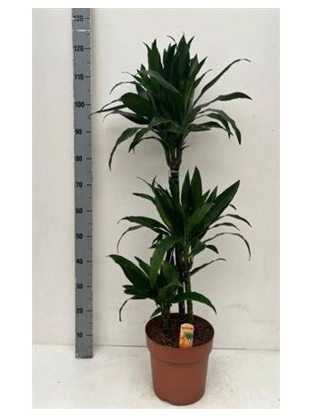 Dracaena FRAG JANET CRAIG 3 TÖRZSES