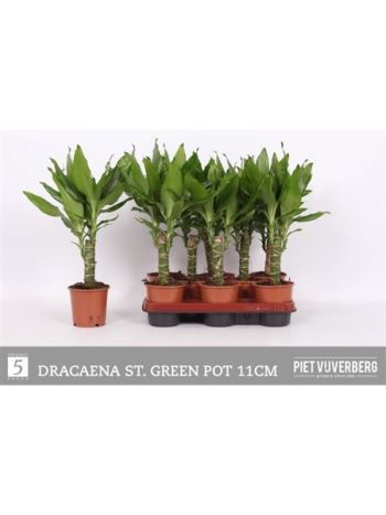 Dracaena FRAG STEUDNERI