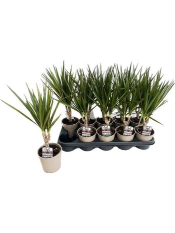 Dracaena_MARGINATA Dracaena MARGINATA