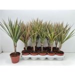 Dracaena MARG BICOLOR