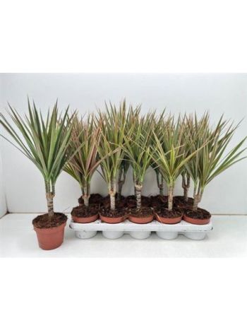 Dracaena MARG BICOLOR