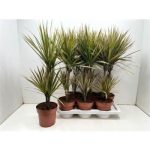 Dracaena MARG BICOLOR 2 TÖRZSES