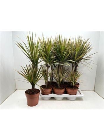 Dracaena MARG BICOLOR 2 TÖRZSES