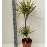 Dracaena MARG SUNRAY 2 TÖRZSES