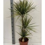 Dracaena MARG SUNRAY 3 TÖRZSES